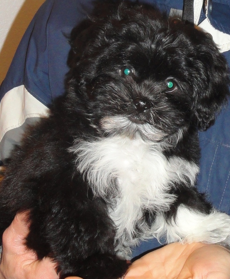 black shichon puppies